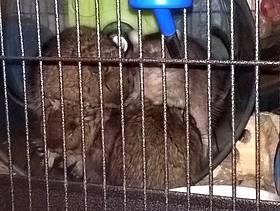Freecycle Degus free to a loving home