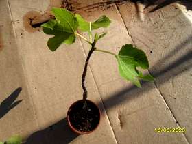 Freecycle Fig cutting