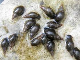 Freecycle POND SNAILS - (LYMNEA STAGNALIS) -Free Free Free