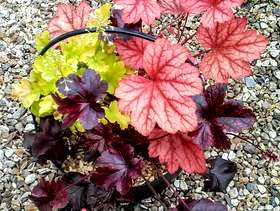 Freecycle Planter with 3 different heucheras