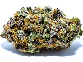 Freecycle Grand Daddy Purple