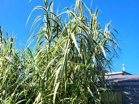 Freecycle Giant Reed