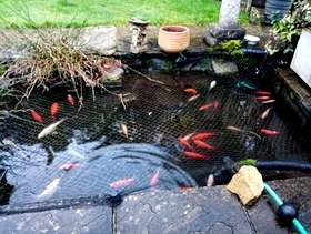 Freecycle Pond fish