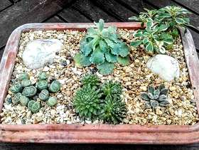 Freecycle Terracotta bonsai planter with succulents