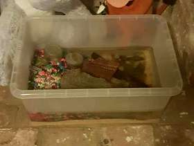 Freecycle Alpine newts