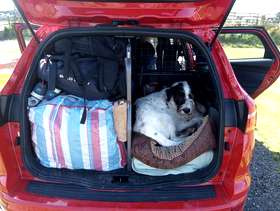 Freecycle Dog Guard Central Divider