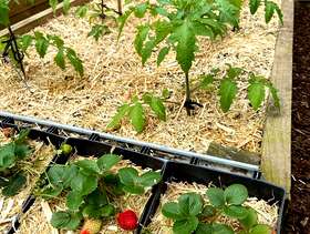 Freecycle Sawdust for urban gardens