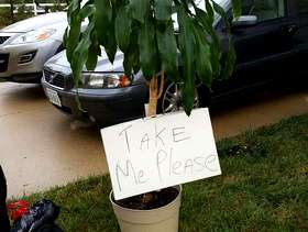 Freecycle Plant. Give me a home.