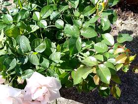 Freecycle A large money plant