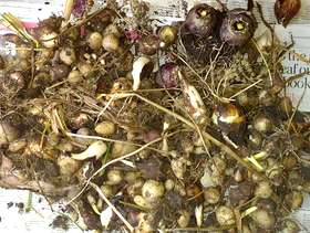 Freecycle Mixed bulbs