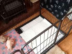 Freecycle Large puppy crate