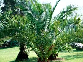 Freecycle Canary Island Palm Tree