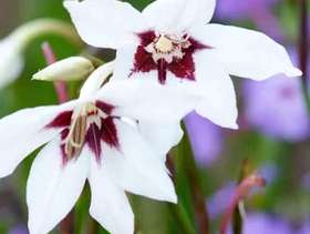 Freecycle Acidanthera and Tigridia bulbs