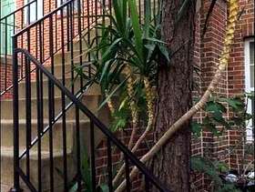 Freecycle Large Palm Tree for sale