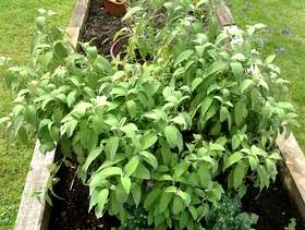 Freecycle Large sage plant