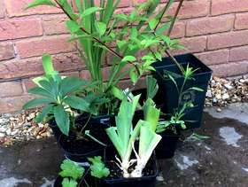 Freecycle Garden plants