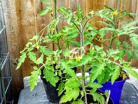 Freecycle 3 large tomato plants