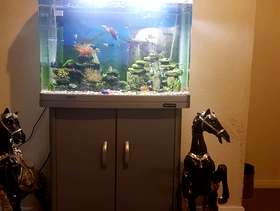 Freecycle Fish tank and accessories
