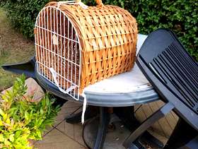 Freecycle Cat basket