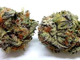 Freecycle Purple Haze