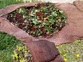 Freecycle Strawberry plants