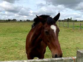 Freecycle Horse manure