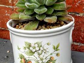 Freecycle Echeveria setosa in pot