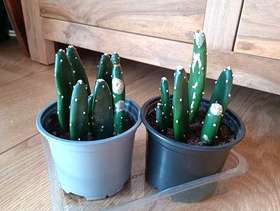 Freecycle Succulent new plants