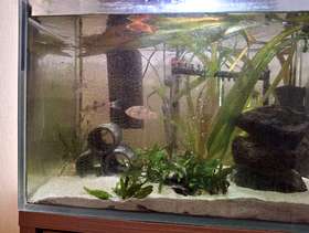 Freecycle Aquarium and fish