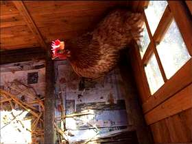 Freecycle Hen/Chicken needs new home