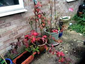 Freecycle Tay berry in pot.