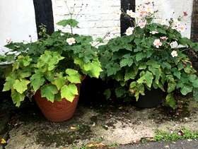 Freecycle Large potted anemone
