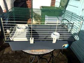 Freecycle Guinea pig cage
