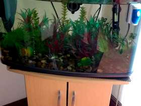Freecycle Fish tank and stand