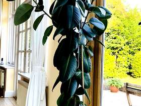 Freecycle Large Rubber Plant