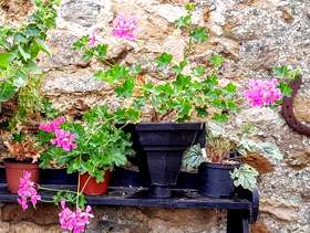 Freecycle Cast iron rain hopper planted with a geranium