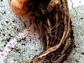 Freecycle Various perennial bulbs