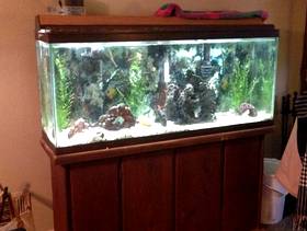 Freecycle 55 gal Aquarium