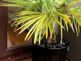 Freecycle Potted palm