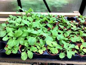 Freecycle Petunias Mixed Colours