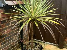 Freecycle Palm tree