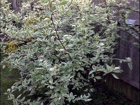 Freecycle Large green bush