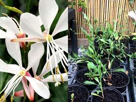 Freecycle Lots of plants for sale £1.00 to £1.50 free delivery ...