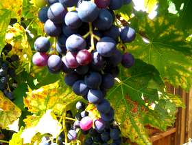 Freecycle Grapes for winemaking