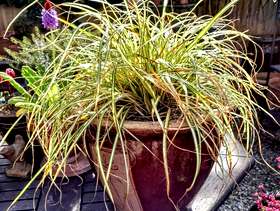 Freecycle Carex Evergold in a brown glazed pot