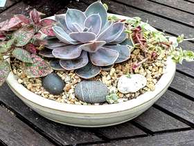 Freecycle Bonsai pot with plants