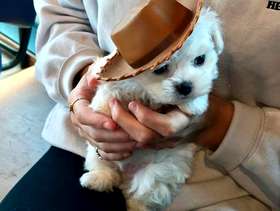 Freecycle Baby maltese for adoption