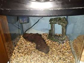 Freecycle 40 litre fish tank and acessories