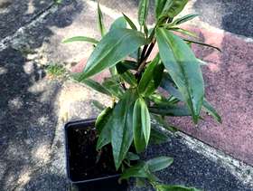 Freecycle Plant - New Zealand Hebe