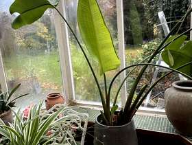 Freecycle Banana palm plant